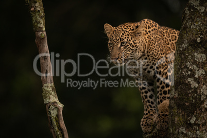 Leopard sits on branch looking for prey