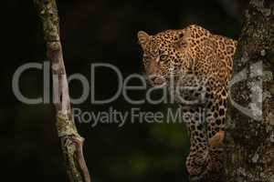 Leopard sits on branch looking for prey