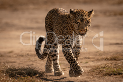 Leopard walks on track with paw raised