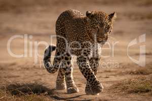 Leopard walks on track with paw raised