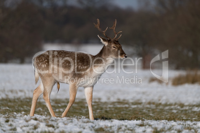 Male fallow deer walking through snowy park