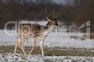 Male fallow deer walking through snowy park