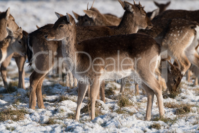 Red and fallow deer herd in snow