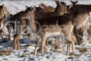 Red and fallow deer herd in snow
