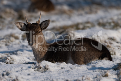 Red deer fawn lying in snowy park