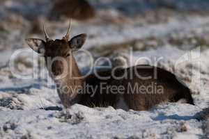 Red deer fawn lying in snowy park