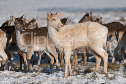 Red and fallow deer standing in snow