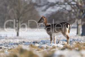 Red deer hind stands in snowy park