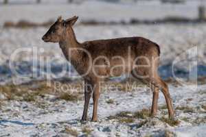 Red deer fawn stands in snowy grass