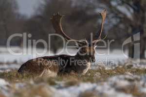 Red deer stag lying in snowy grass