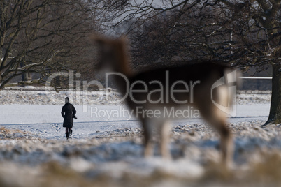 Red deer watches photographer in snowy park