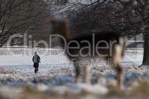 Red deer watches photographer in snowy park