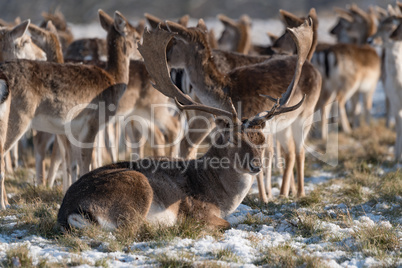 Stag lying in snowy park among herd