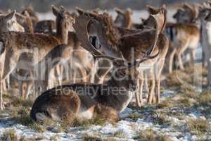 Stag lying in snowy park among herd