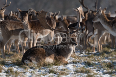 Stag lies in snowy park with herd