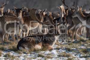 Stag lies in snowy park with herd