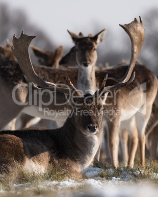 Stag lying in snowy park with herd