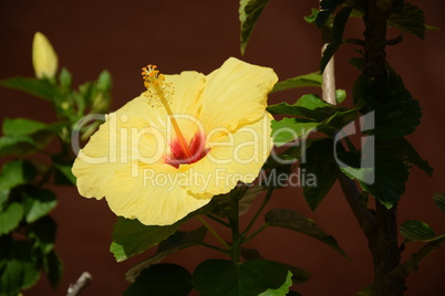 Hibiskus