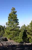 Baum an der Vulkanroute, La Palma
