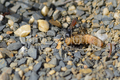 Gemeine Sandwespe (Ammophila sabulosa)
