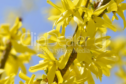 Gelbe Forsythia Blüten