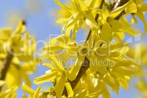 Gelbe Forsythia Blüten