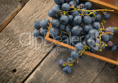 Tasty blue grapes in a wooden box