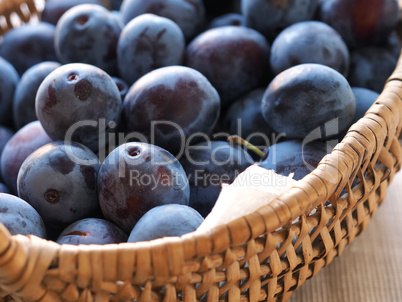 Harvested fresh organic plums