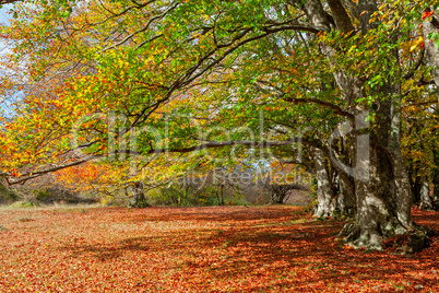 Autumn in the woods of Canfaito park, Italy