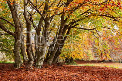 Colorful autumn in the woods of Canfaito park, Italy