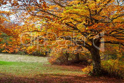 Colorful autumn in the forest of Canfaito park, Italy