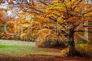 Colorful autumn in the forest of Canfaito park, Italy