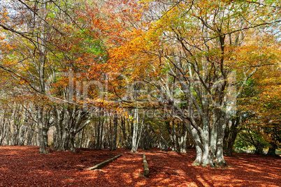 Wonderful and colorful autumn in the woods of Canfaito park, Ita
