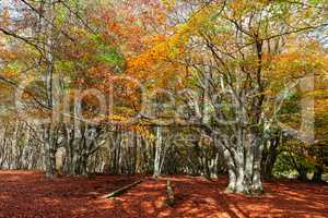 Wonderful and colorful autumn in the woods of Canfaito park, Ita