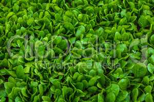 detail of a fresh spinach field