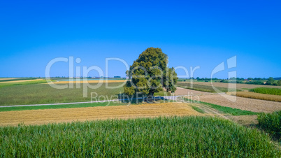 big single tree and fields