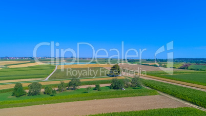 aerial landscape with fields and tall single tree