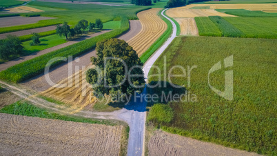 aerial of a tall single tree