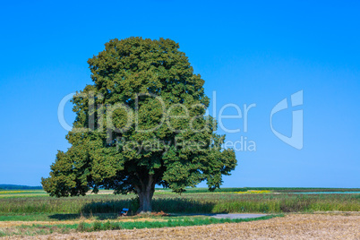 tall lime tree in the landscape