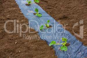 young pumpkin plants on the field