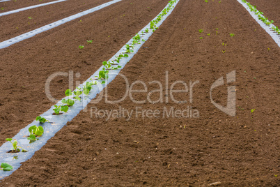 rows of young pumpkin plants