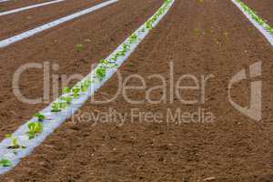 rows of young pumpkin plants