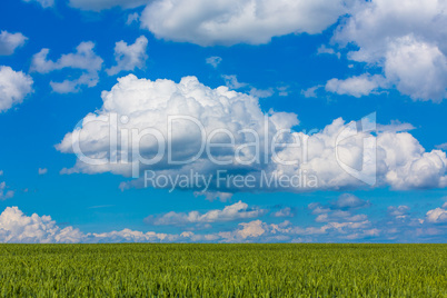 summer horizon with grain and  sky