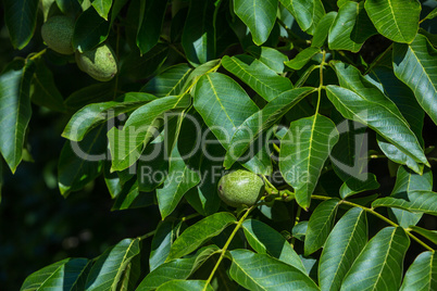 young walnuts on the tree