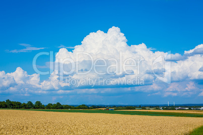 wheat fields in the summertime