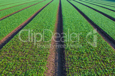 detail of a fresh spinach field