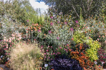 Blooming flowers