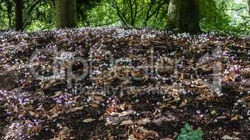 coloured Nepalese cyclamen