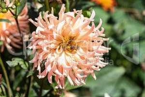 Pink dahlia blossom