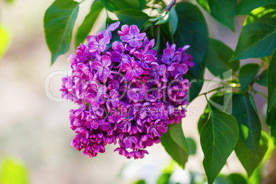 Blossoming lilac flowers
